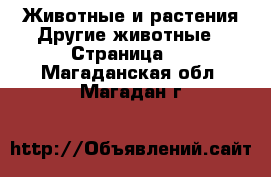 Животные и растения Другие животные - Страница 2 . Магаданская обл.,Магадан г.